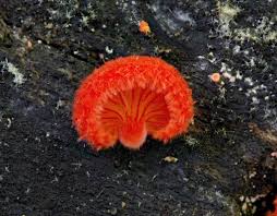 Image result for Streptocarpus arcuatus