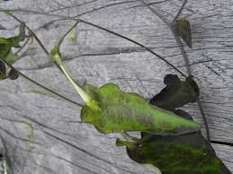 Image result for Schwenckia