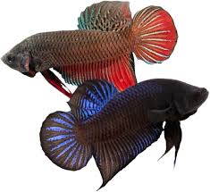 The 3rd one is indo fighter ( super bagan ). Artificial Selection For Male Winners In The Siamese Fighting Fish Betta Splendens Correlates With High Female Aggression Frontiers In Zoology Full Text