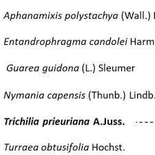 Image result for Trichilia prieuriana