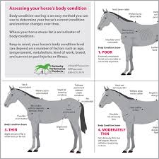 What Is The Ideal Body Condition Score For Your Horse Kpp