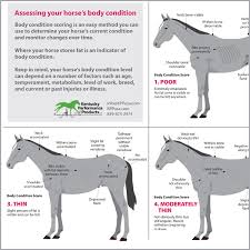 what is the ideal body condition score for your horse kpp