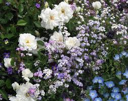 Image result for Malcolmia maritima