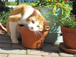 Kedi Nanesi Kedi Otu Nedir Evde Yetistirilebilir Mi Evcil Hayvanlar Kediler Ve Yavrulari Kedi