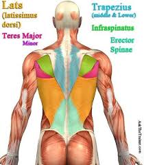 Here is a picture if you want to know all of them. Back Exercises Good Back Workouts Back Exercises Back Muscle Exercises