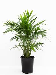 We did not find results for: Cat Palm How To Grow Care Guide Houseplant 411 Com