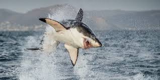 Y tiburón blanco (2021) ya están disponibles en las mejores salas. Tiburon Blanco Informacion Habitat Caracteristicas Ataques