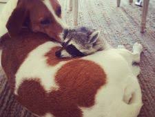 Veterinary care at animal rescue center. Raton Animal De Companie