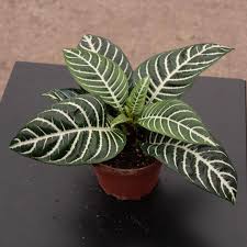 Image result for Aphelandra