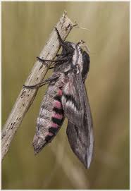 Pin On Cool Bugs