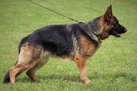 We did not find results for: Sacramento Dog Training German Shepherd Puppies