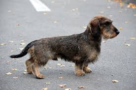 Image result for jezevčík drsnosrstý