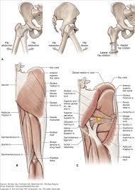 This month we highlight the gluteus maximus muscle. Chapter 35 Gluteal Region And Hip Basicmedical Key