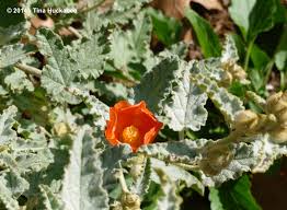 Learn more about globemallow uses, effectiveness, possible side effects, interactions, dosage, user ratings and products that contain globemallow. Globe Mallow Bewitching Bloom Fair Foliage My Gardener Says