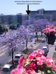 Morgagni s.r.l. a catania su pazienti.it. Bed And Breakfast Vicino A Clinica Morgagni Catania