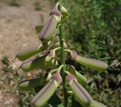 Image result for Crotalaria retusa L.