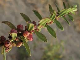 Image result for Ammannia baccifera