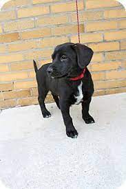 Search for labrador retriever rescue dogs for adoption near baltimore, maryland. Baltimore Md Labrador Retriever Black And Tan Coonhound Mix Meet Lab Mix Pups A Puppy For Adoption W Labrador Retriever Black Puppy Adoption Pet Adoption