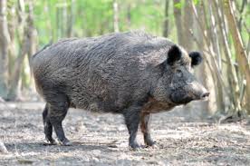 Florida wildlife managers know they're a problem. Wild Hog Sounds Feeding Squealing Noises Etc