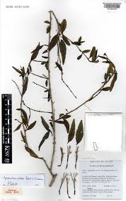 Image result for Isoglossa eliasbandae