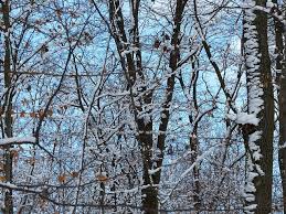 Winter aesthetic goals winter images winter pictures. Free Photos Forest Trees Snowy Branches Aesthetic Snow Icy Hans Braxmeier