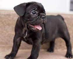 Here are the tools needed to clean your dog's ears Gucci The French Bulldog Puppies Bulldog Puppies Black French Bulldog Puppy