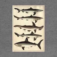Vintage Illustration Of Various Sharks