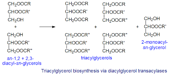 Maybe you would like to learn more about one of these? Triacylglycerols Triglycerides 2 Biosynthesis And Metabolism Lipid Droplets Adipose Tissue Milk Fat Seed Oils