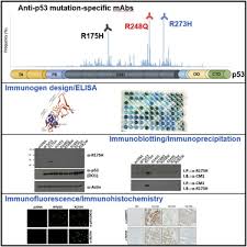 Stream tracks and playlists from chong lim on your desktop or mobile device. Monoclonal Antibodies Against Specific P53 Hotspot Mutants As Potential Tools For Precision Medicine Sciencedirect