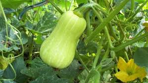 Pin Auf Garten