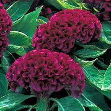 Deep Armor Purple Celosia Flower Seeds Annual 50 Celosia Flower Flower Seeds Flowers