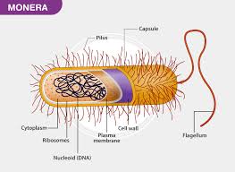 Monera Characteristics And Classification Of Monera