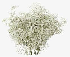 babys breath png images transparent babys breath image download pngitem babys breath png images transparent