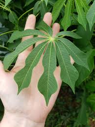 Image result for Manihot grahamii