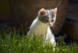 Pixabay De Ucretsiz Goruntuler Kedi Yavru Kedi Sirin Cute Kittens Cok Sirin Hayvanlar Hayvanlar