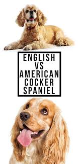 English Vs American Cocker Spaniel What S The Difference American Cocker Spaniel English Cocker Spaniel Puppies Cocker Spaniel Puppies
