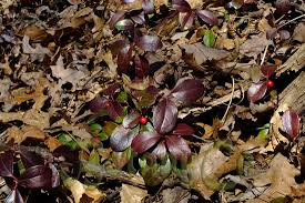 Image result for Galenia procumbens