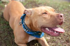 Putting a dog down for biting. Judge Orders Dog Dre To Be Put Down After Biting Child