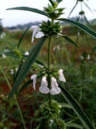 Image result for Leucas