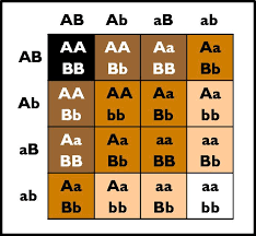 Apologetics Press The Origin Of Races Colores De Pelo Los Mejores Peinados Colores