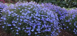 Image result for Lobelia trullifolia