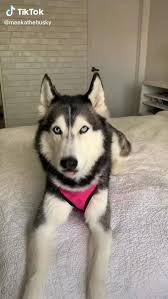 20 Husky Dogs Ideas Husky Anjing Husky Siberian Husky