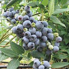Ile ilgili 1.907 ürün bulduk. Tuplu Bol Verimli Legacy Yaban Mersini Likapa Blueberry Fidani Satin Al