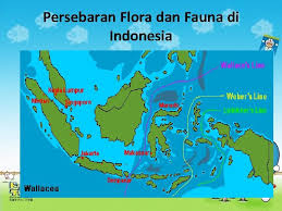Fauna tipe asiatis (asiatic) meliputi fauna di wilayah sumatra, kalimantan, jawa, dan bali. Flora Dan Fauna Persebaran Flora Dan Fauna Di