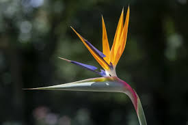 All plants in the genus strelitzia—birds of paradise and crane lilies—are toxic. Is Bird S Tongue Flower Poisonous To Cats And Dogs
