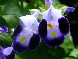 Pin On Flores