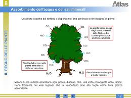 Start studying il regno vegetale. Ppt Il Regno Delle Piante Powerpoint Presentation Free Download Id 5295430