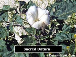 In this post, i will do my best to identify everything correctly with its common name. Desert White Wildflowers Desertusa