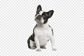 View french bulldog pictures and learn more about this breed. Short Coated Black And White Puppy French Bulldog Boston Terrier American Bulldog American Staffordshire Terrier Promotion Border Animals Carnivoran Png Pngegg