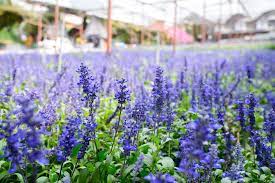 The cameron highlands is one of malaysia's most extensive hill stations. Lavender Garden Cameron Highlands Home Facebook